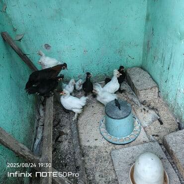 ineklerin satisi: Sultan toyuqun cücələri satilir ag sultan qara sultan — 2