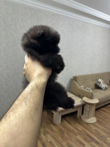 it yuvasi: Şpitz, 2 ay, Erkek — 10