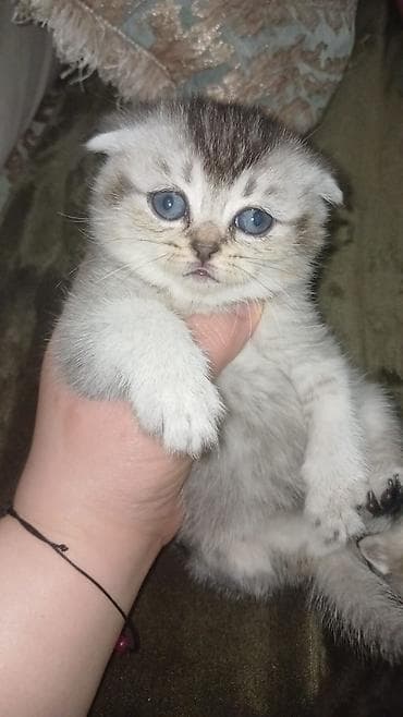 pişik daşıma: Şotland — 4