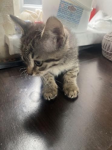 bala pişiylər: Yaxşı əllərə, Ünvandan götürmə — 3