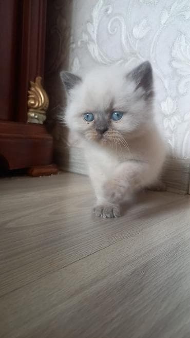 pişik cutleşdirmek: Məhsul: Göy gözlü, açıq krem rəngli, boz “point” işarələri olan balaca — 3