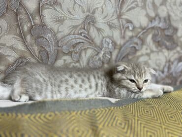 şotland pişik: Шотландская — 4