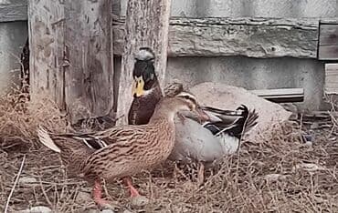 Məhsul: 1 cüt sona yaşıl baş kəkilli satılır,, cavan yağlı ətli lalafo.az -da Məhsul: 1 cüt sona yaşıl baş kəkilli satılır,, cavan yağlı ətli