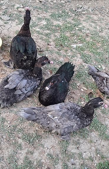 südü ineyler: Erkək, Ətlik, Pulsuz çatdırılma — 2