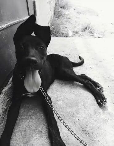 setter it cinsinin digər adı: Bu, qara rəngdə, orta ölçülü bir itdir. İtin qulaqları yuxarıya doğru — 3