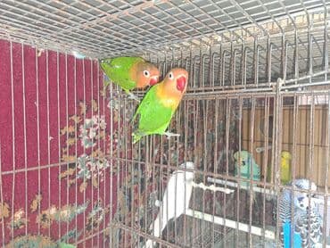 Quşlar: Məhsul: Dalmatinka/agapornis (lovebird) papuqayları – müxtəlif rəng — 5