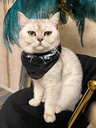 Одежда: Silver şınşıla cutlesdirilir. peyvendu qurd dermani olunub tam — 1