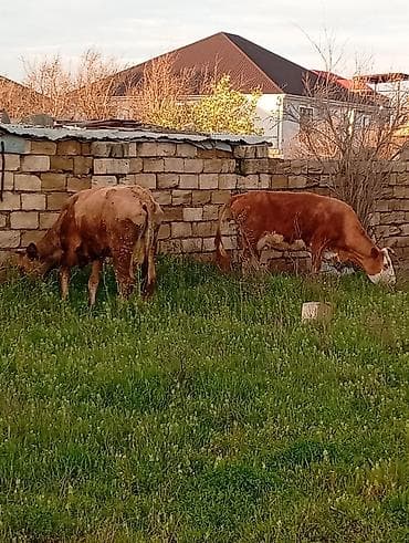 alabay dişi: Salam aleykum qirmizi martin 16 si ci balaya suni mayalanma olunub — 6