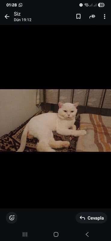 Gəmiricilər: Erkək — 6