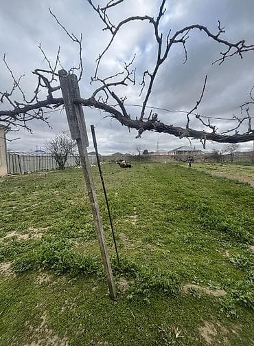 nefciler kiraye ev: 7 sot — 1