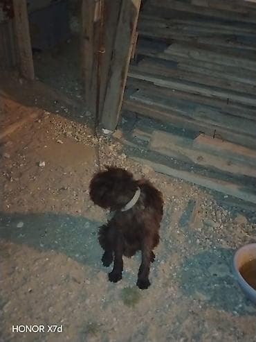 Pudel, 8 ay, Erkek, Peyvəndli, Ödənişli çatdırılma