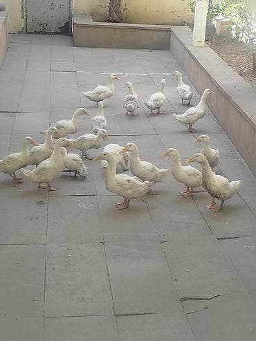 Salam gördüyünüz Pekin ordeklerin Satıram Təcilli Şəraitim olmadığı