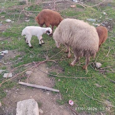 Qazlar: Ana bala. bala disidi 2 hefdelikdi sağlam heyvanlar dir — 5