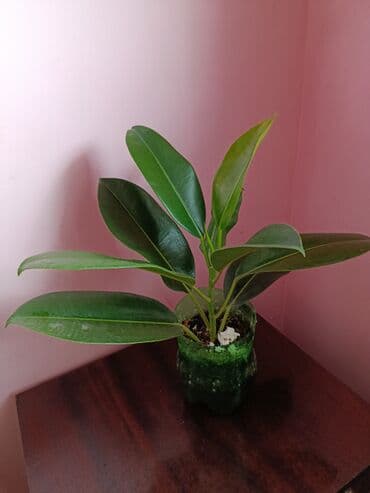 xan çinar: Fikus, 5 AZN dən başlayan qiymətlərlə — 4