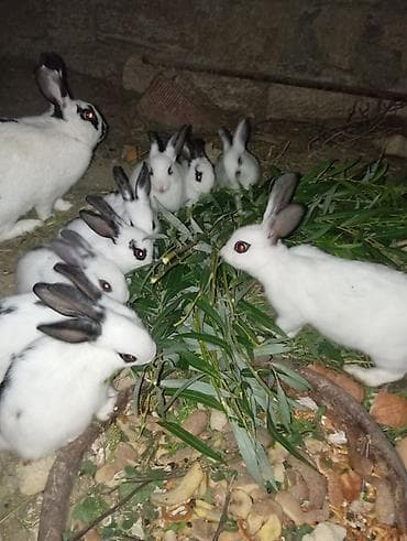 itlerin alqi satqisi: Ucuz Ev dovşan balaları - Növ: dekorativ/ev dovşanı - Rəng: ağ fon — 1