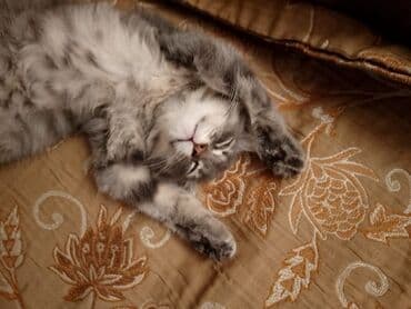 вислоухие коты серые: Şotland yastı qulaq, Dişi, Yaxşı əllərə, Pulsuz çatdırılma — 2