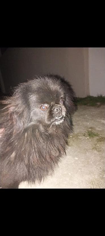 Pekines, 1 il, Erkek