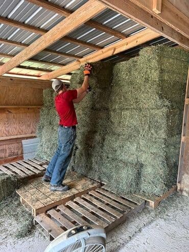 Dovşanlar: Quru ot balyaları - Təhlükəsiz anbar şəraitində saxlanılan, təbii — 1