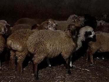 feniks quşu: Quzular satilir diri ceki 9 azn — 3