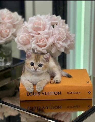 Qızıl şinşilla, Dişi, Yaxşı əllərə, Ünvandan götürmə