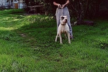 heyvanlara verilen adlar: Qurdbasar, 3 il, Erkek — 1