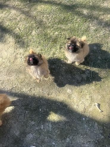 sobo wp 6001: Pekines, Peyvəndli — 2