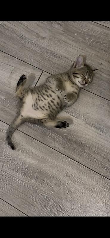 Heyvanlar: Tabbi, Yaxşı əllərə — 1