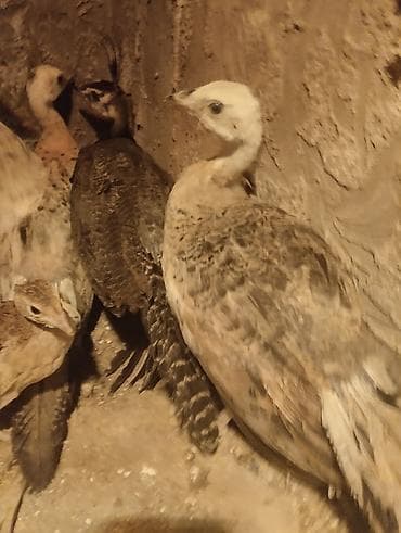 it yemi: Tovuz quşu balası (paun cücəsi) - Növ: Tovuz quşu (peafowl) – gənc — 7