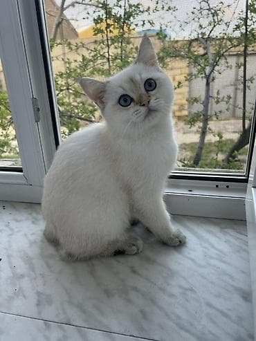 pişik baytarı: Şinşilla — 2