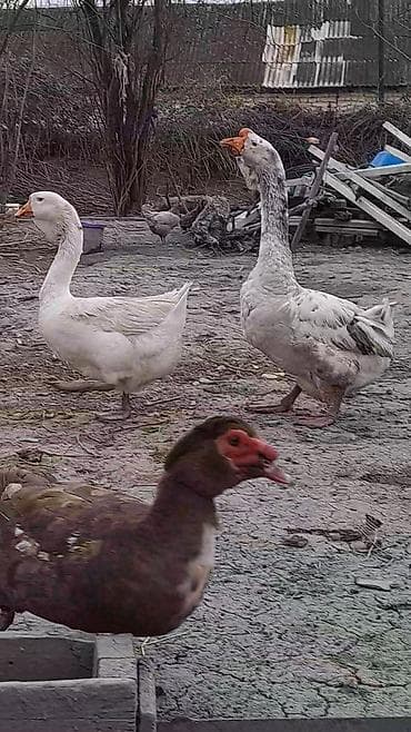 ari satisi: Xalmaqor qazları və balaları satılır 4 ədəd bala var satışda və — 4