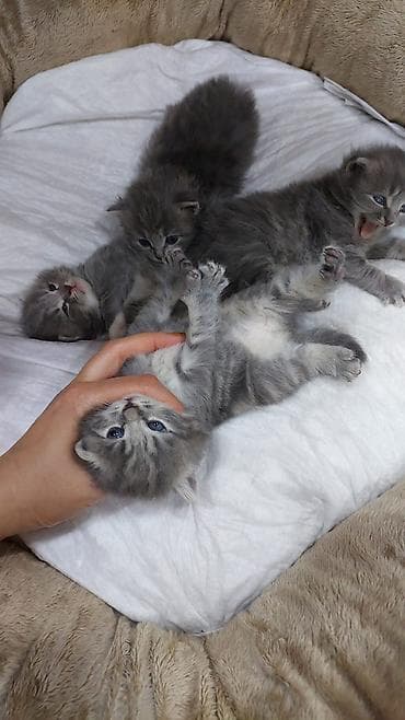 ağ pişiy: Yaxşı əllərə — 2