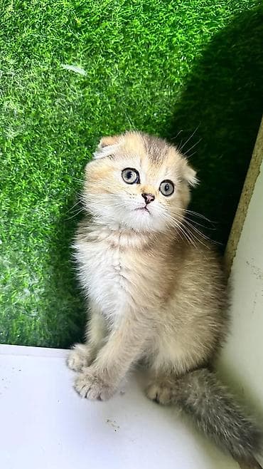 Quşlar: Şotland — 4