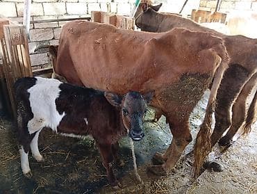 ag xaski: Salam aleykum 3 bash inəy yanlarında dishi balaları .qırmızı inəyin — 4