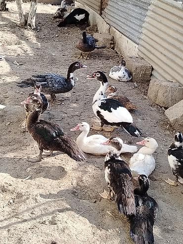 С/х животные и товары: Umumi 25eded lal ordek 3ve 4aylıq kom satılır kom 500azn Isteyenlere — 1