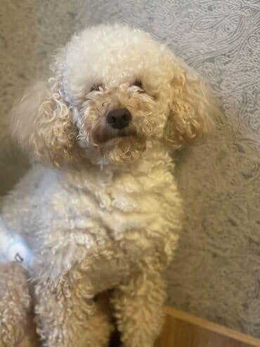 сухой корм для собак: Пудель, 1 год, Самец, С прививками, Самовывоз — 1