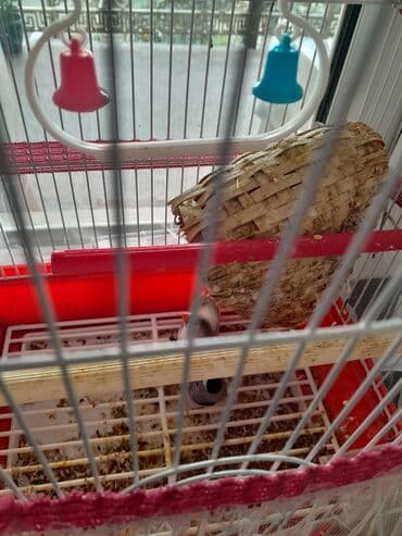 quş yuva: Quş qəfəsi və aksesuar dəsti - Material: metal çubuqlu karkas — 2