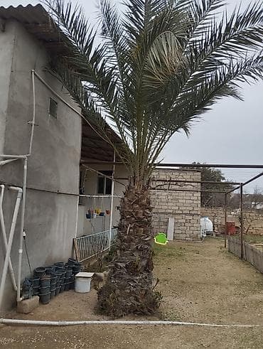 sukari xurma: Xurma xurması (Phoenix dactylifera) – iri dekorativ palma ağacı — 2