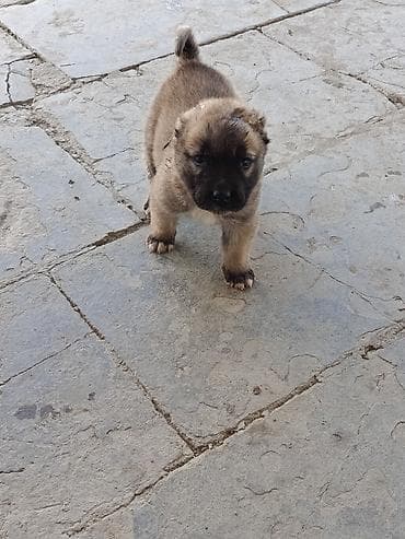 it pulsuz: 1 ay, Erkek, Peyvəndli — 2