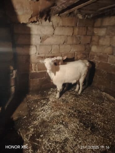 Toyuqlar: Qiymət cütünə ayıdır cütü 650 manata sani boğaz keçilər di isteyen — 5