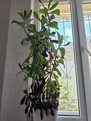 monstera bitkisi: Dekorativ otaq bitkisi – qarışıq kompozisiya (yaşıl və bənövşəyi — 3