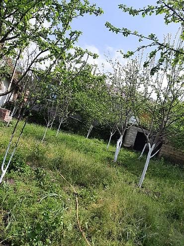 lehis baglari torpaq satilir: 12 sot, Tikinti, Mülkiyyətçi, Kupça (Çıxarış) — 8