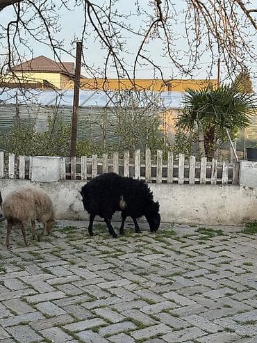 Рогатый скот: Qoç satılır .yaş yarımlıqdı .iri hündür qoçdu . real alıcı zəng vursun — 5