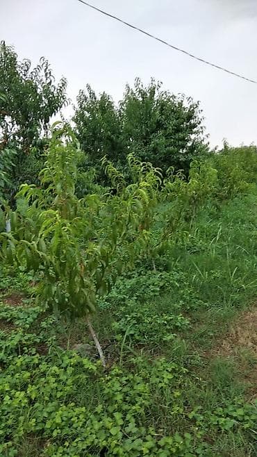 basavik satisi: 90 sot, Kənd təsərrüfatı, Mülkiyyətçi, Kupça (Çıxarış) — 4