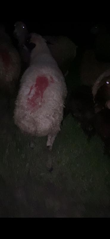 heyvan satisi tap az: 1 yaşinda qoş balbas sortu qaragöz heyvan surmeyine soz ola bilmez — 5