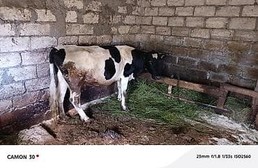 satılık dana saray: Satılır 🐄 Çox yaxşı baxılmış Holşteyn cinsili inək satılır. Gündəlik — 2