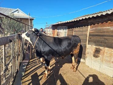 qoyun əti qiyməti: Dana 6 ay bordağa bağlamış heyvandı təmi əti 220 230 aralığda olar — 2