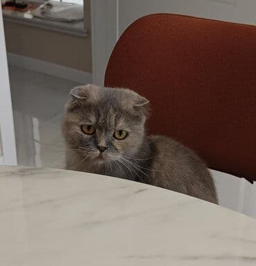 сиамская вислоухая кошка: Шотладская вислоухая, Самка, В добрые руки — 2