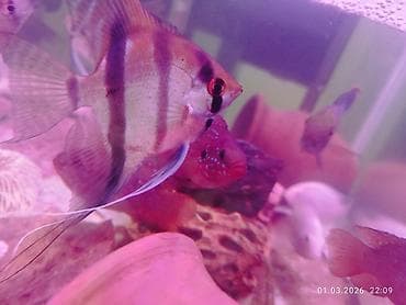 Heyvanlar üçün mallar: Rio nanay bala veren cüt satılır. wp aktifdir — 1