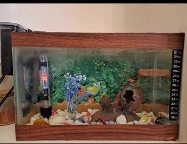 продажа аквариумных рыбок: Boş, 7 l, Pulsuz çatdırılma — 1