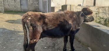 dana buzov: Dana, buzov, Erkək, ay: 4, Ətlik — 2